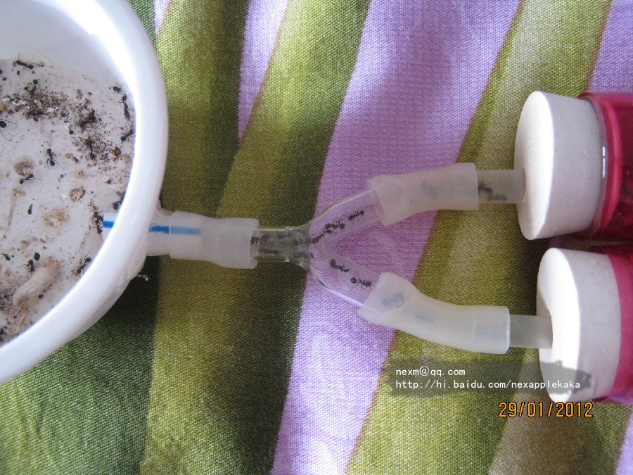 拖拽图片放大