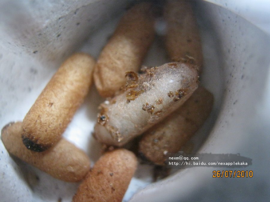 拖拽图片放大