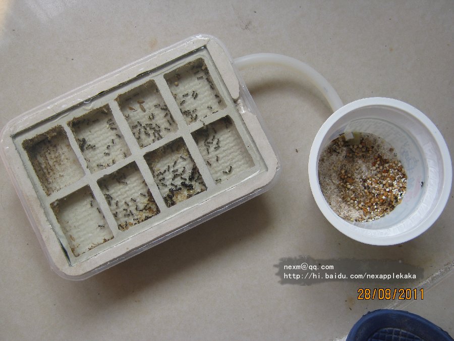 拖拽图片放大